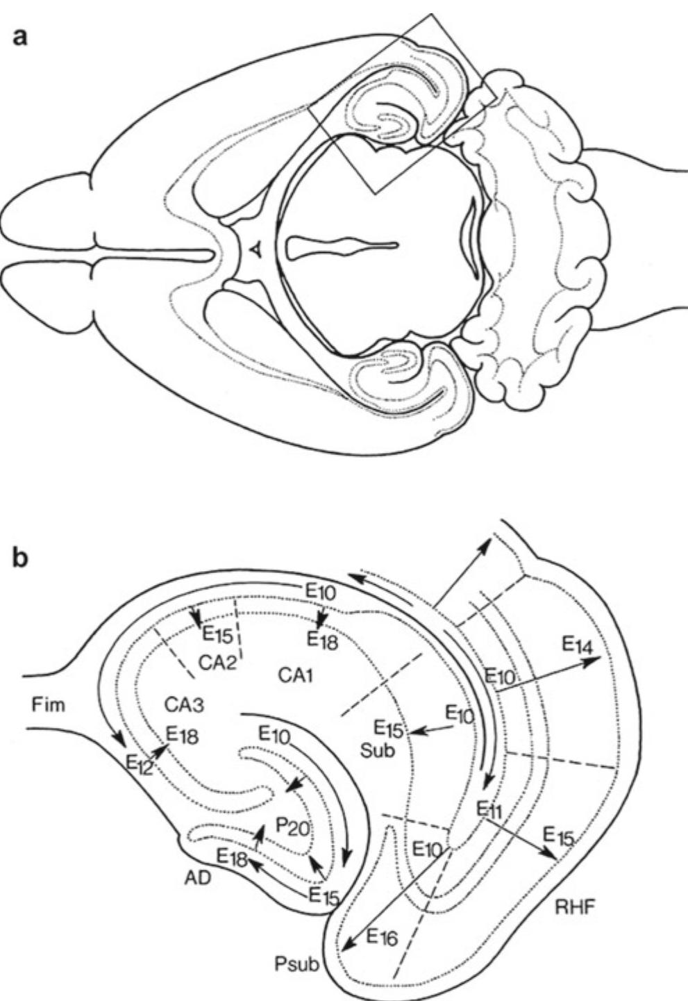 (PDF) Clinical Neuroembryology: Development and Developmental Disorders ...