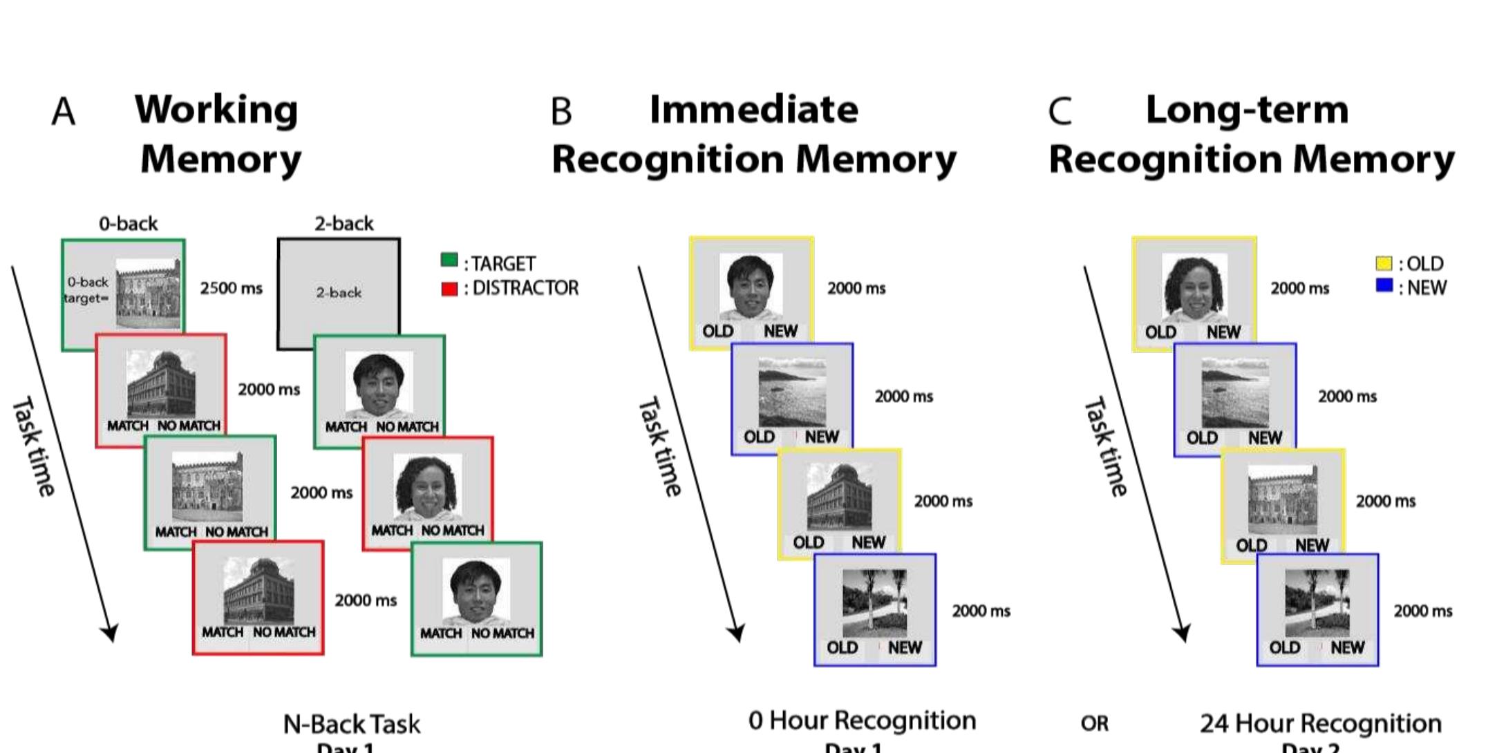 (PDF) Adolescent-specific memory effects: Evidence from working memory ...