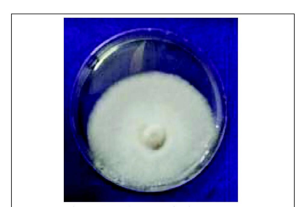 Plate 2: mycelial growth of f. solani on pda (control)