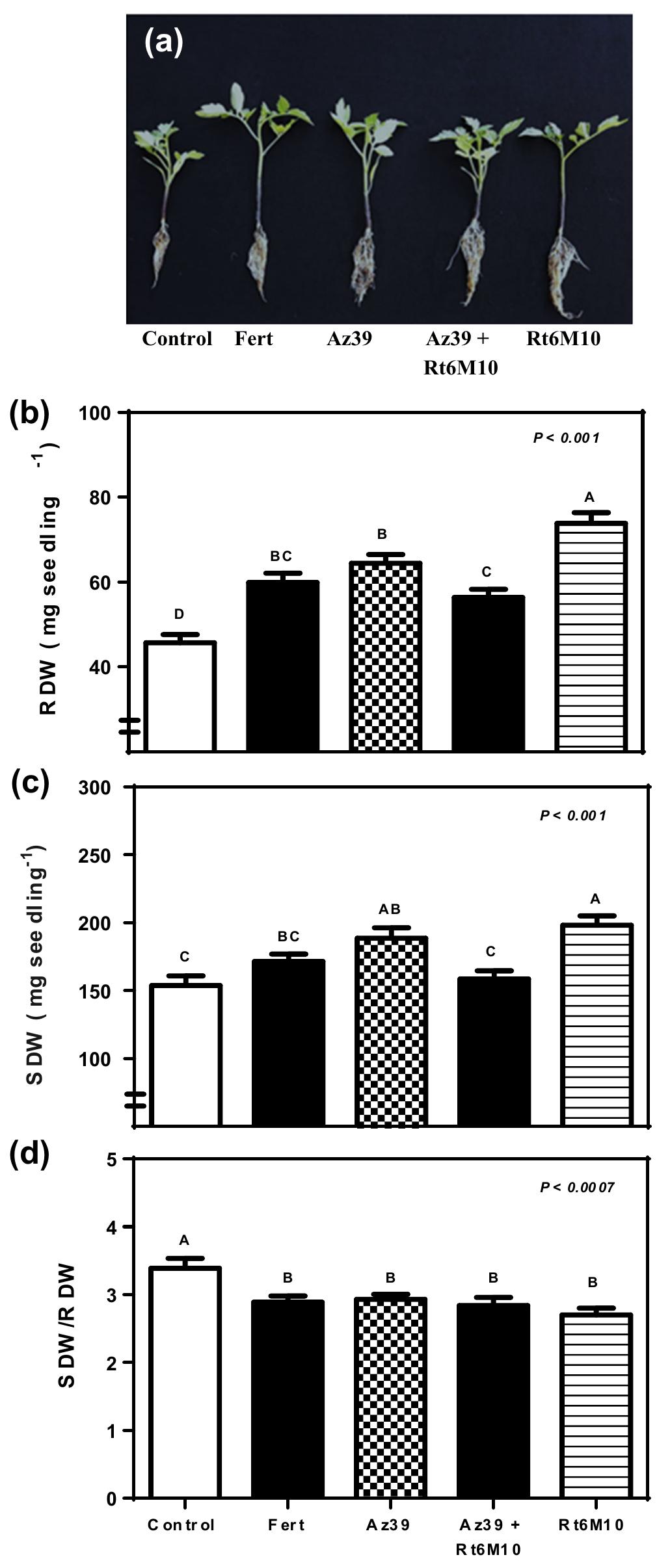 (PDF) Pseudomonas fluorescens and Azospirillum brasilense Increase ...