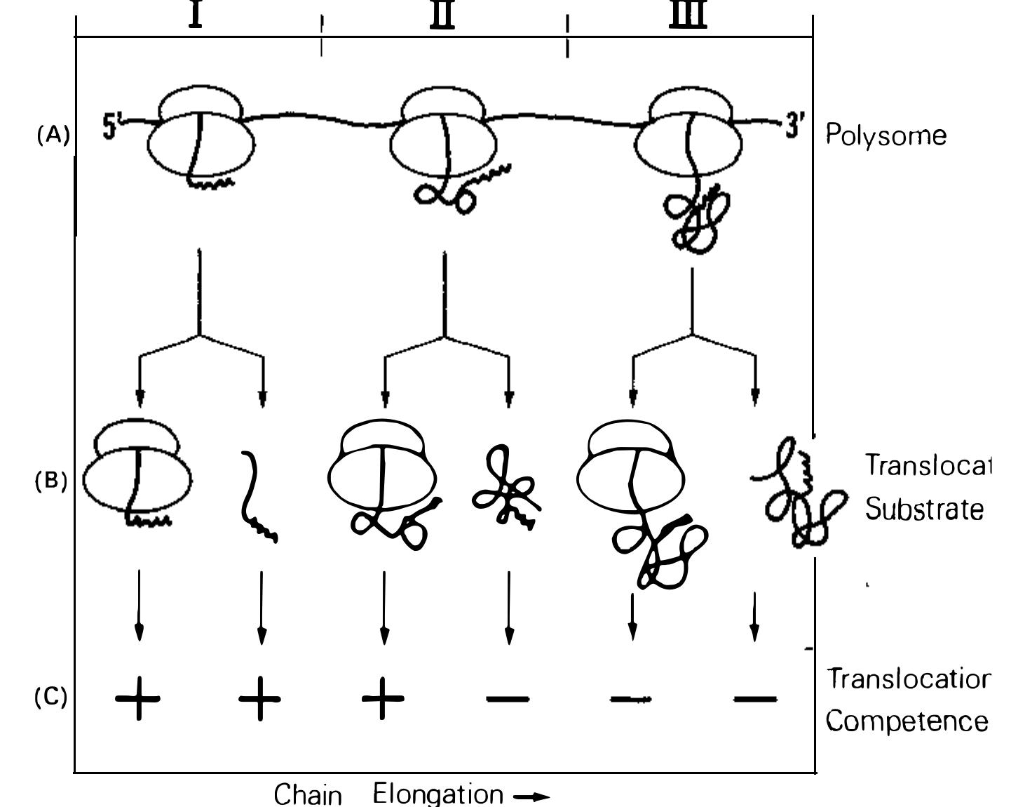 (PDF) Mechanism of Protein Translocation Across the Endoplasmic ...