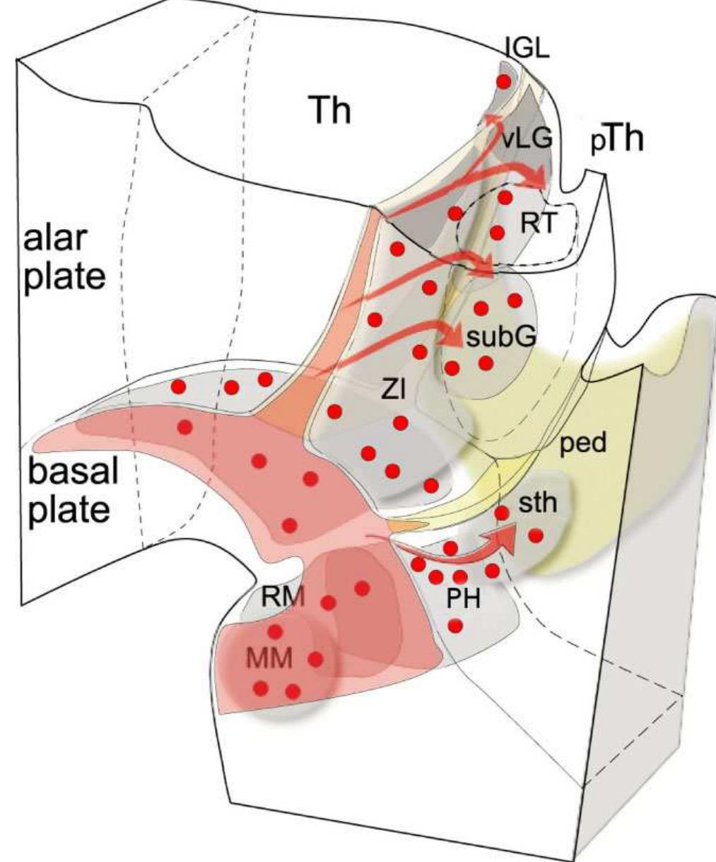 (PDF) Genetic tracing of subpopulation neurons in the prethalamus of ...