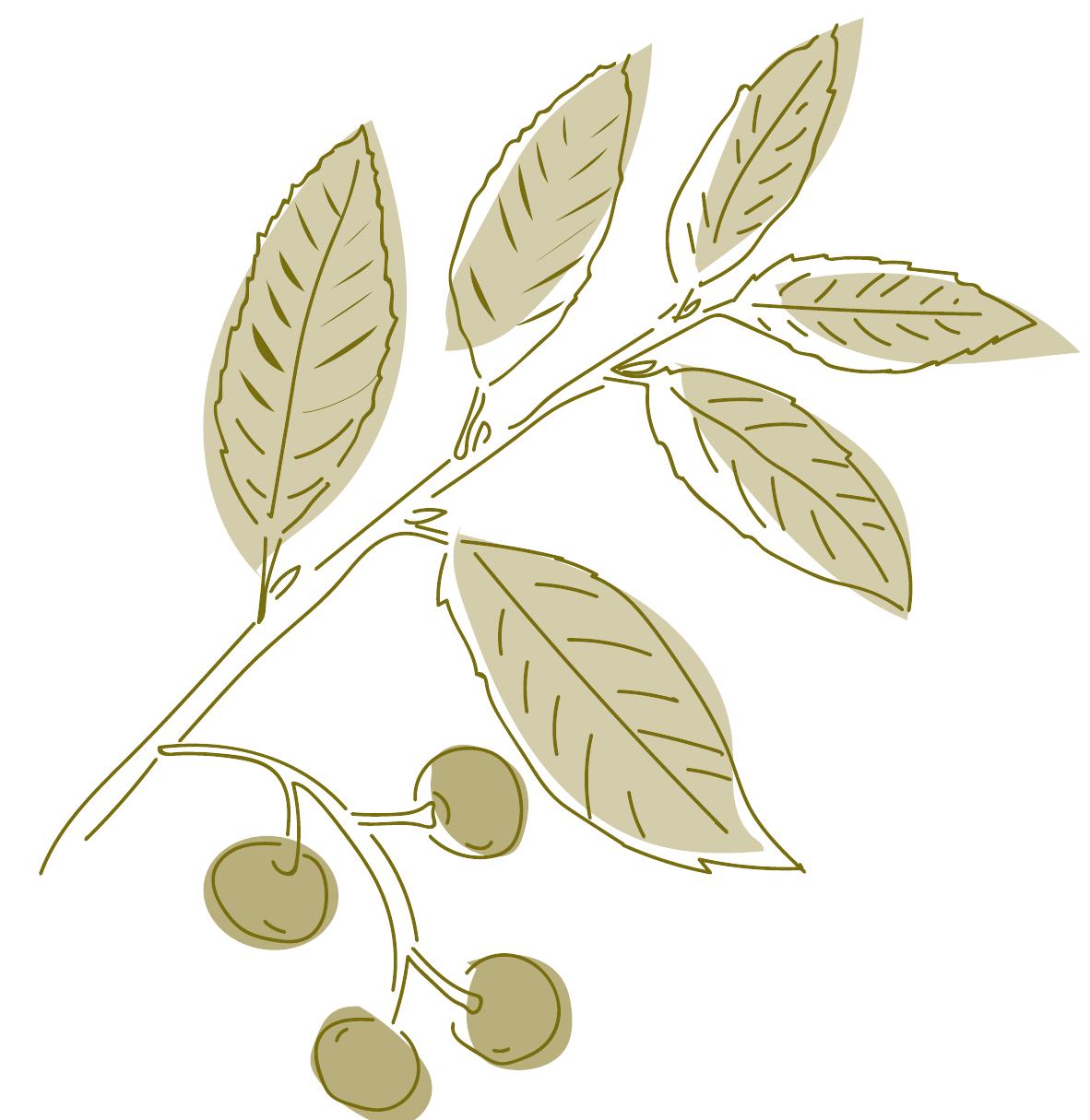 2.2 understanding threats and mapping tree species