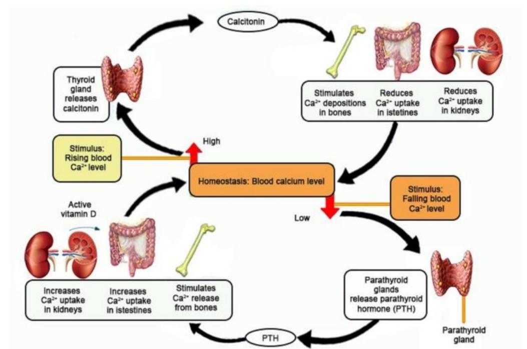 Figure 1 - from The Role of Calcium in the Skin Barrier