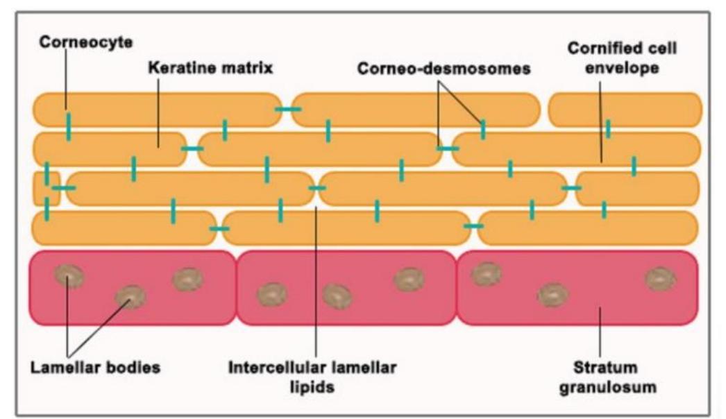 Figure 1 - from The Role of Calcium in the Skin Barrier