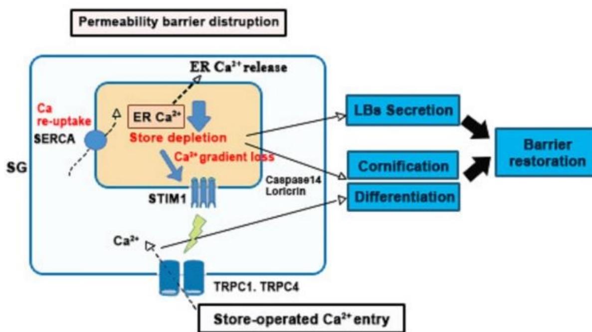 Figure 1 - from The Role of Calcium in the Skin Barrier