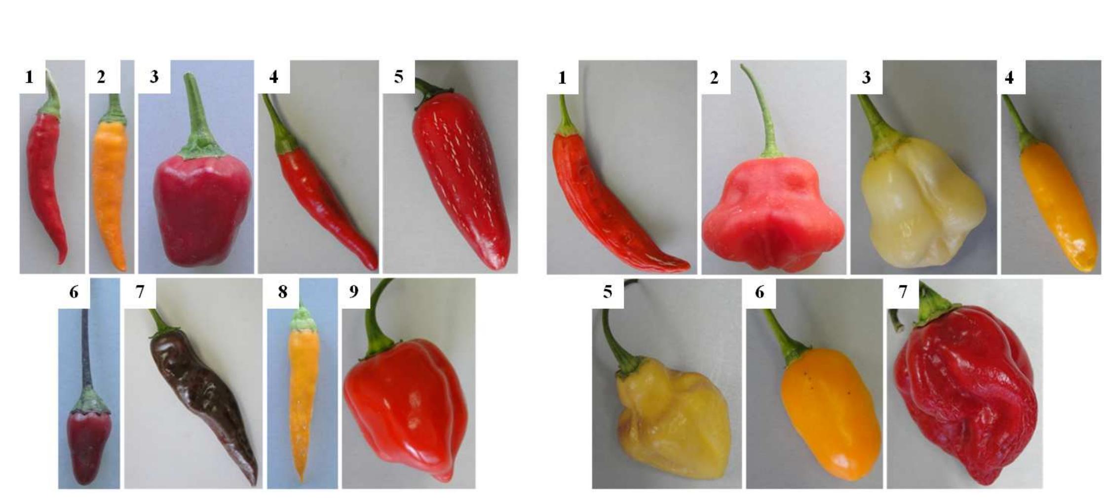 Molybdenum reducing power of capsicum spp. fruit extracts