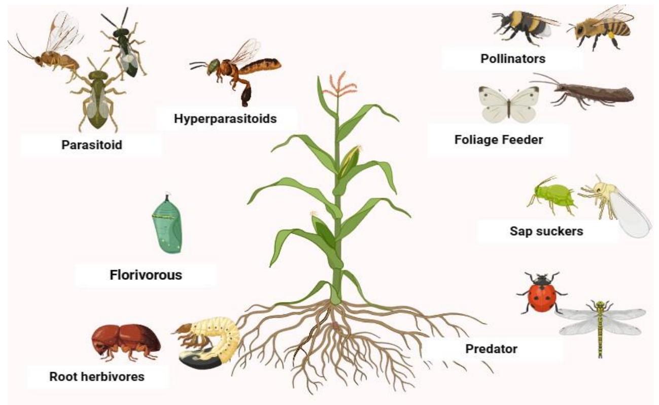 (PDF) INSECT PLANT INTERACTIONS: UNDERSTANDING AND INTERVENTION