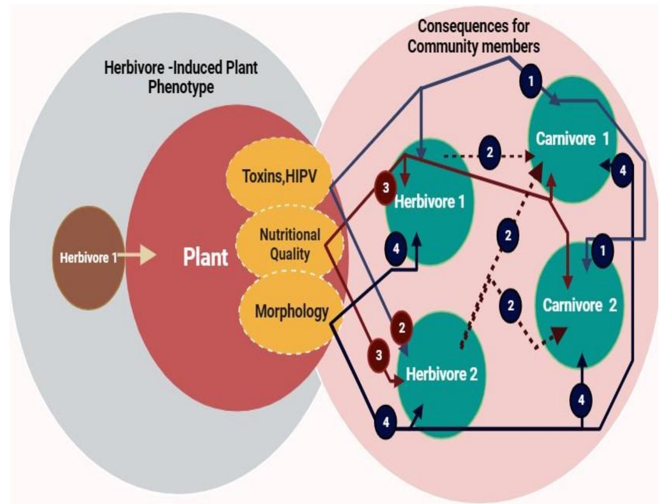(PDF) INSECT PLANT INTERACTIONS: UNDERSTANDING AND INTERVENTION