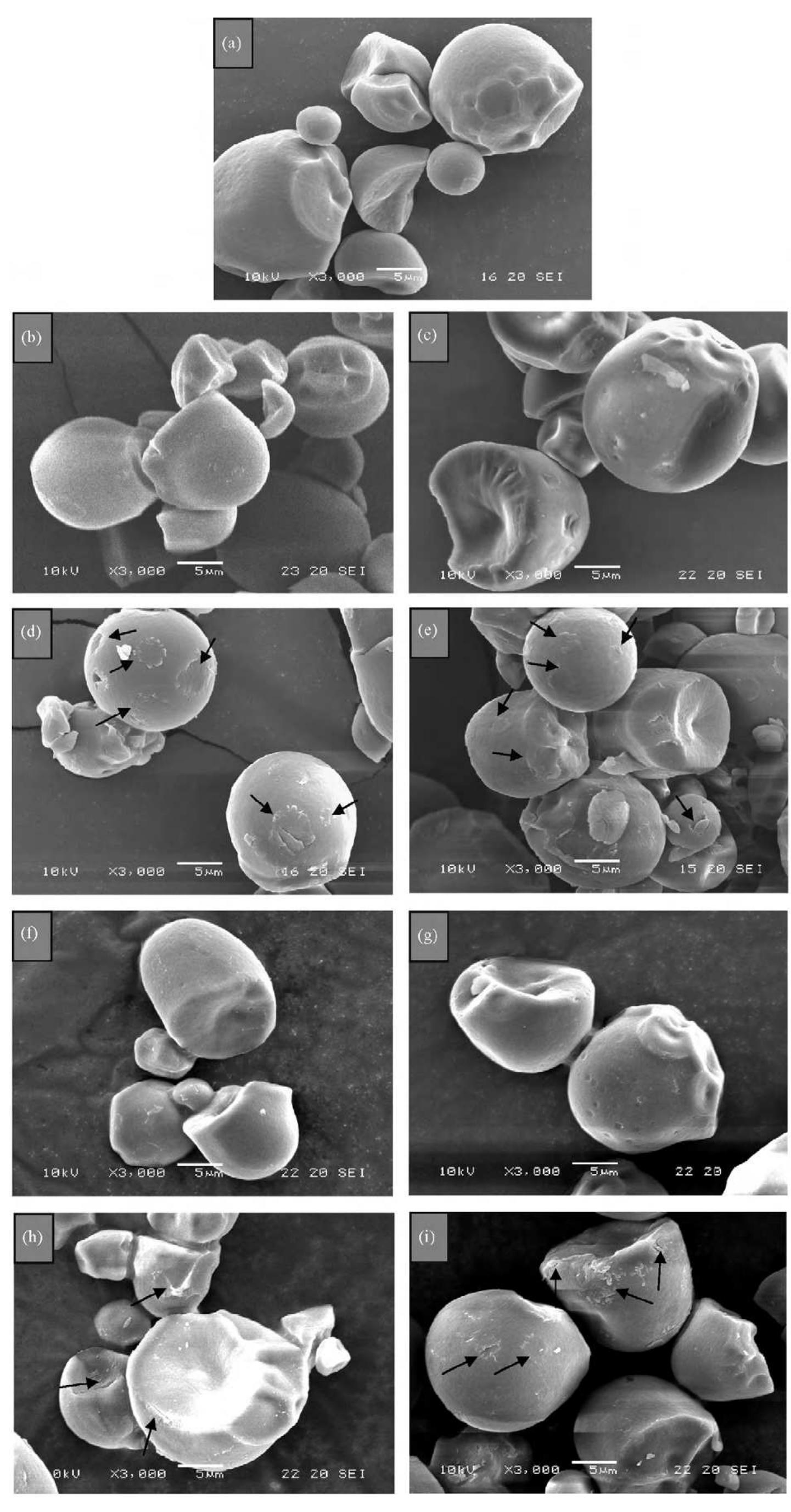 Scanning electron micrographs of native (a) and oxidized