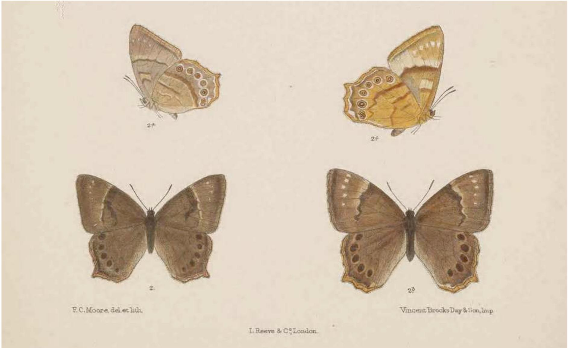 Illustration of lethe tristigmata adapted from moore 1892