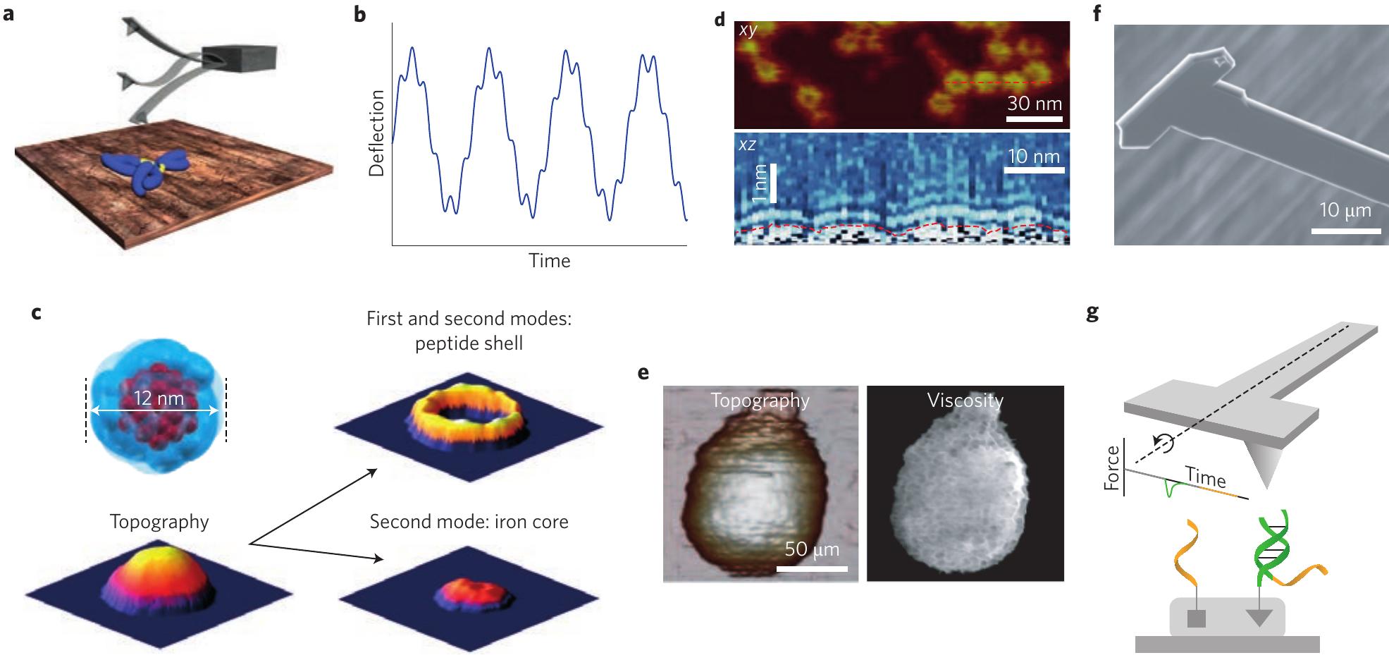 | multifrequency afm. a, scheme of the deflection of the