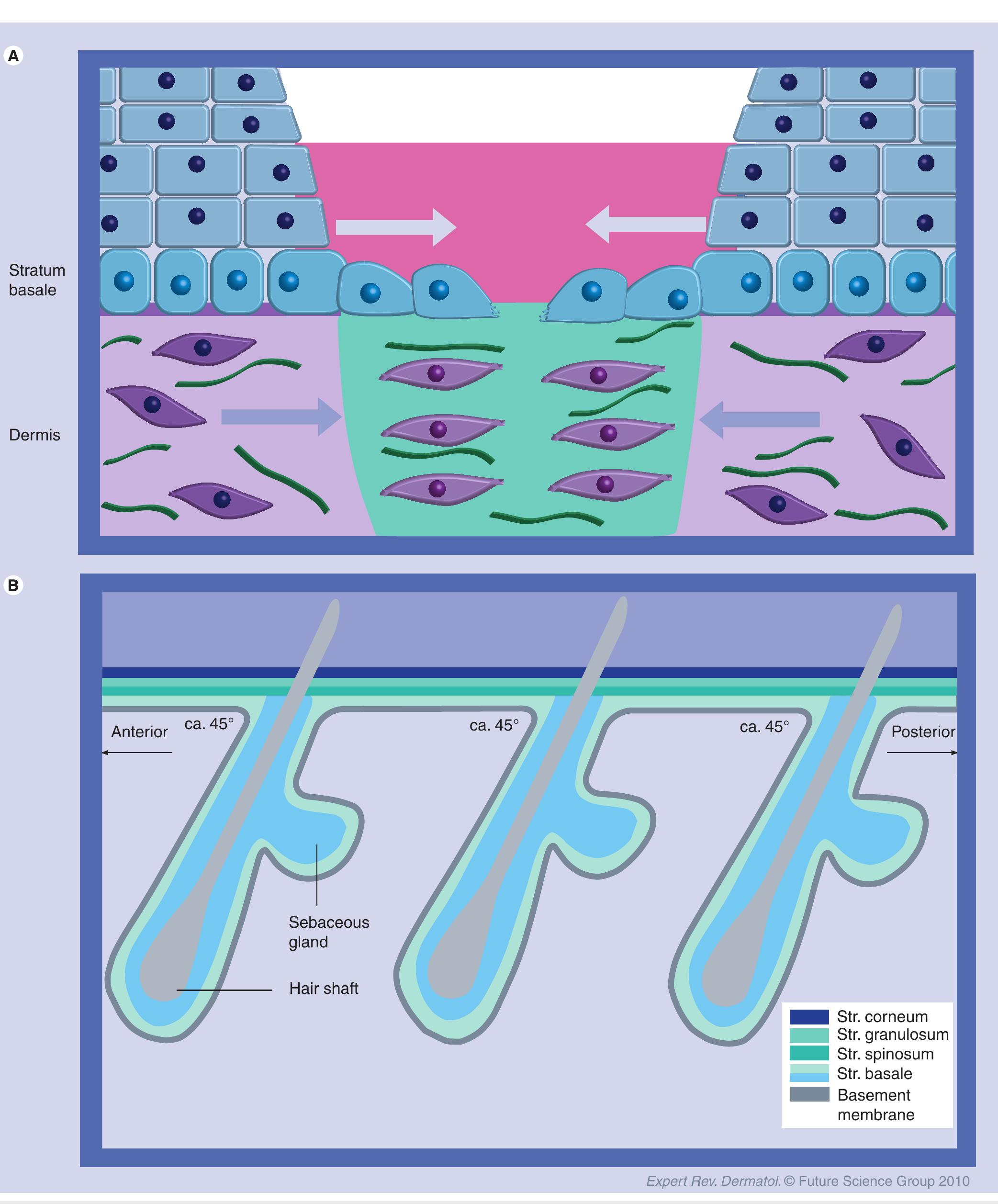 Tissue Regulation (PDF) Regulation of cell and tissue polarity: implications for skin ...