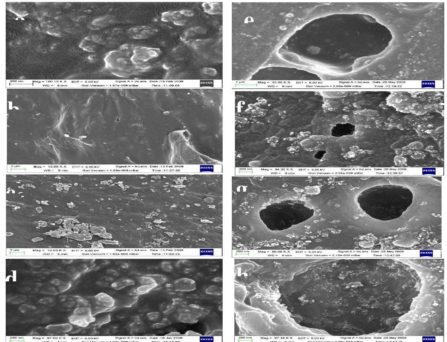 Fesem photomicrographs of the microtome surface of samples