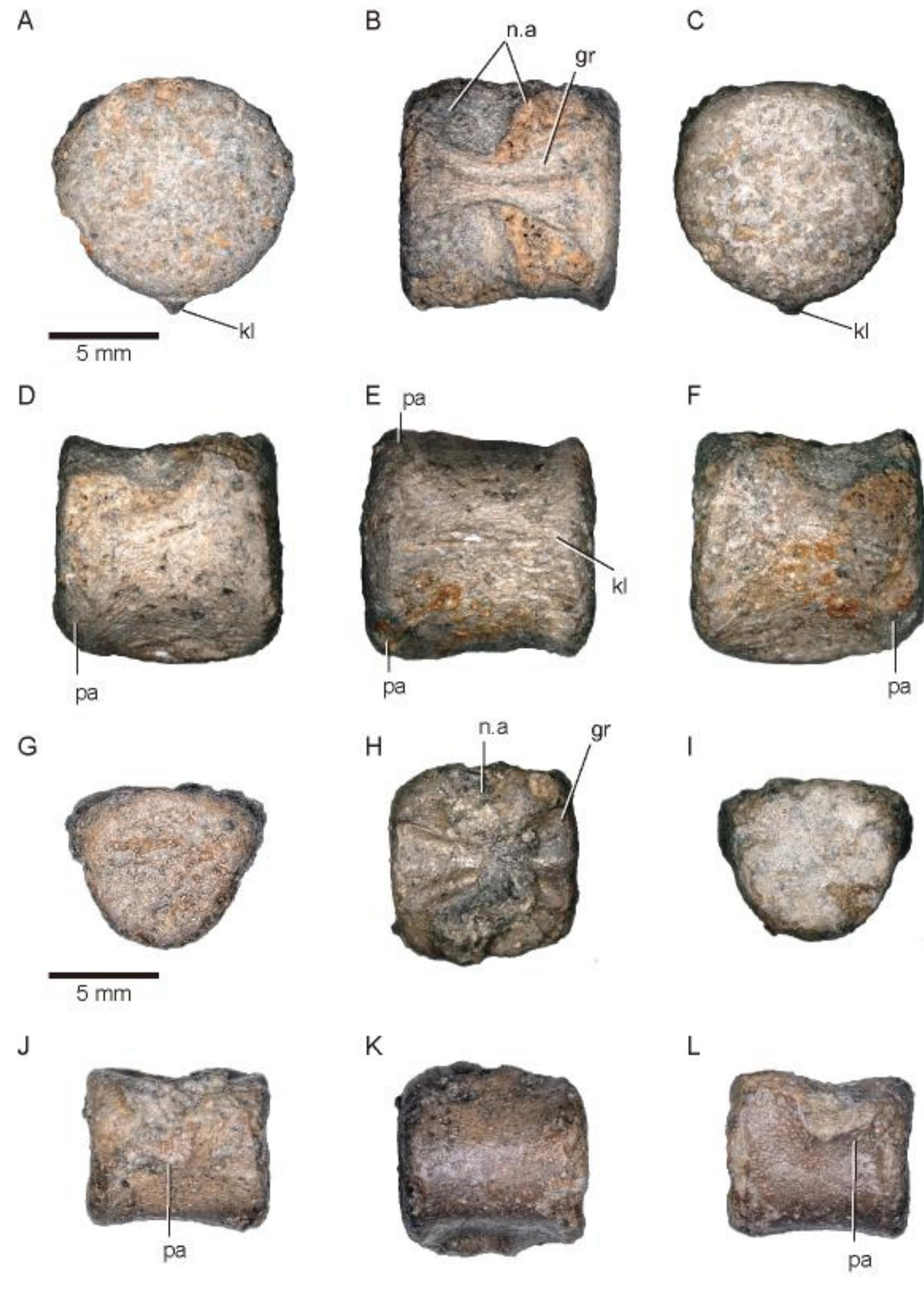 (PDF) The first choristoderan record from the Upper Cretaceous of Asia ...