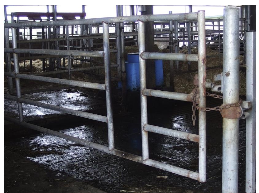 Prodding System (PDF) Design and Management of Proper Handling Systems for Dairy Cows