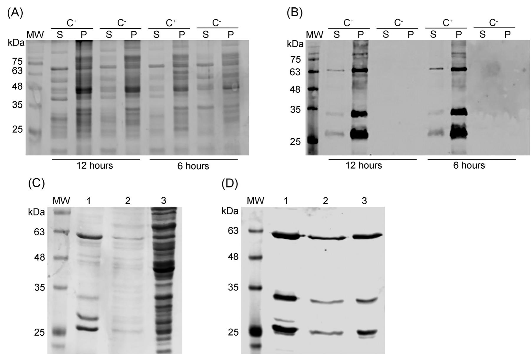 Invasc (PDF) Multi-antigenic recombinant subunit vaccine against Lawsonia ...