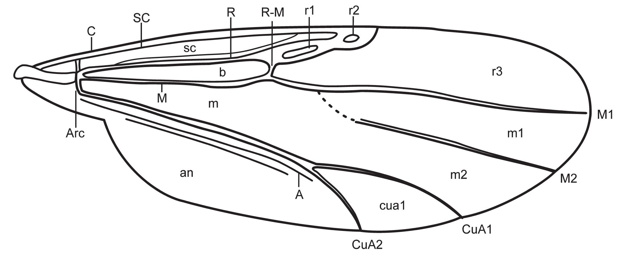 Insect Wing Interference (PDF) Wing Interference Patterns in patterned wings of Culicoides ...