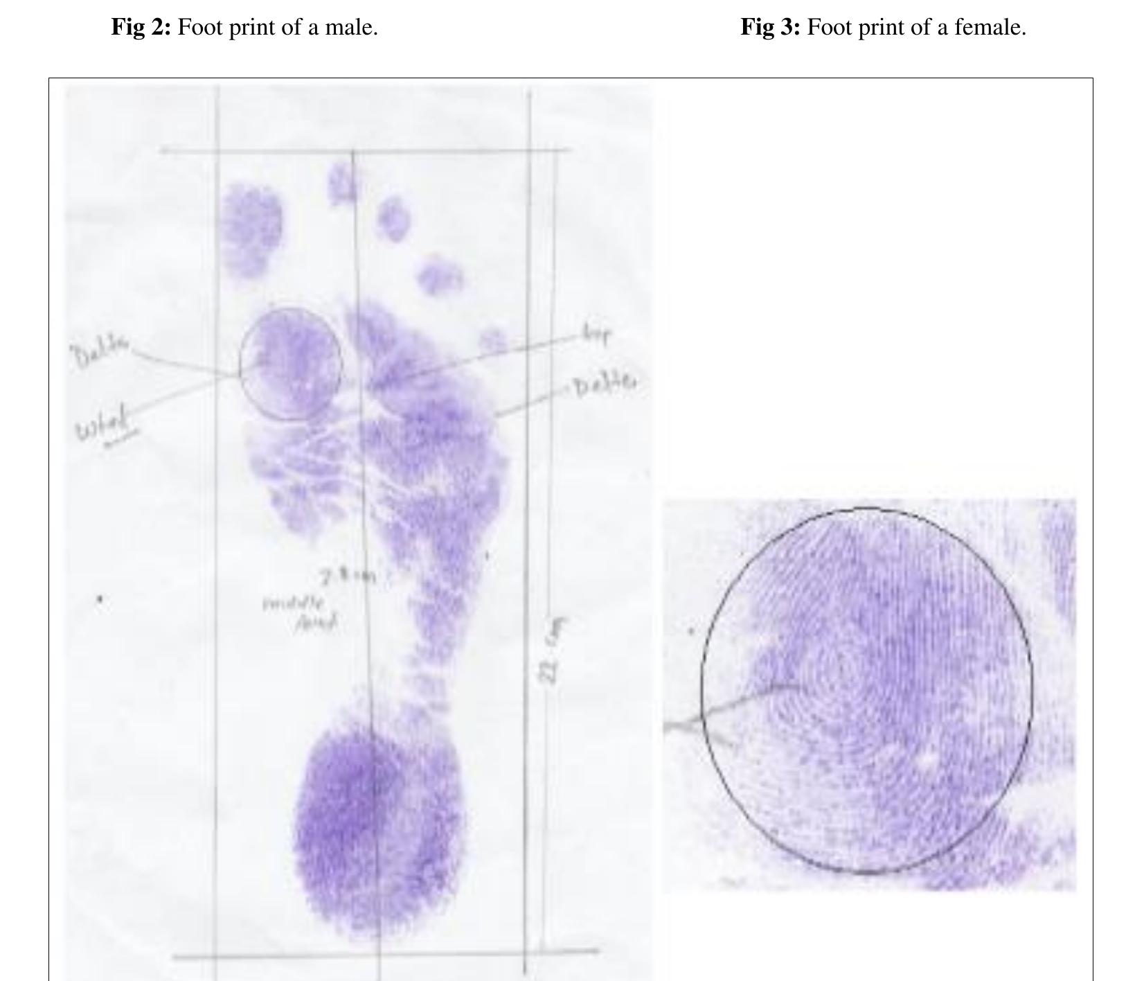 (PDF) Examination and evaluation of foot print for individualization