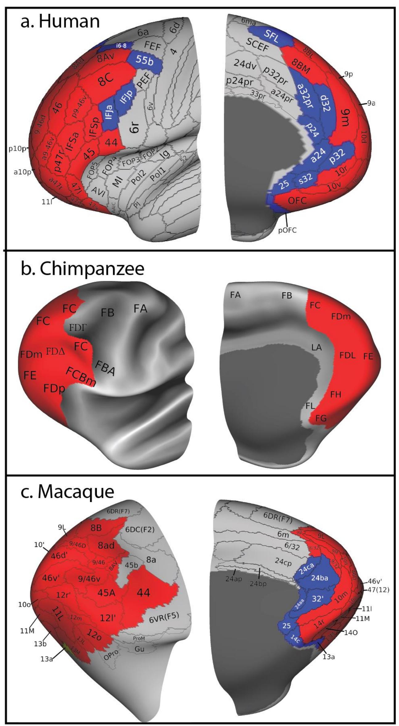 Prefrontal Cortex Development Study (PDF) A Quantitative Assessment of Prefrontal Cortex in Humans Relative ...