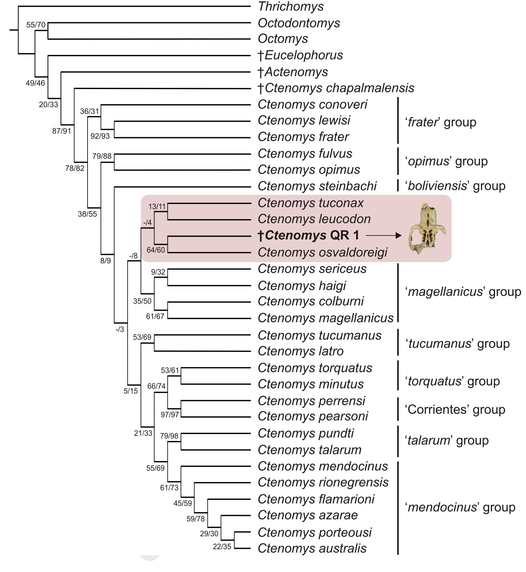 Figure 11 - A new peculiar species of the subterranean