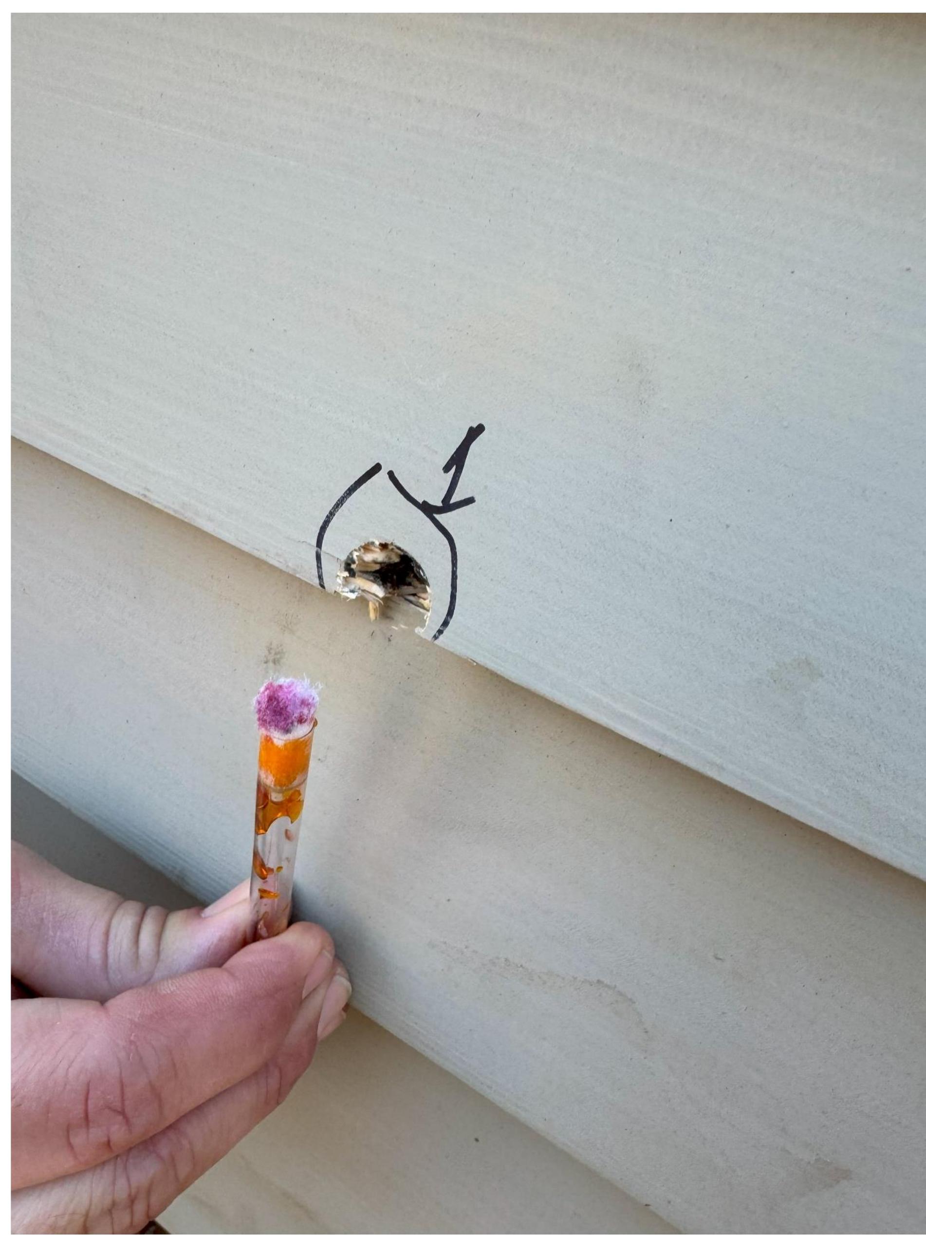 Figure 13. Positive presumptive lead test on the Wall 1, shot 1. The hole was swabbed on the interior. The paint is modern latex. 