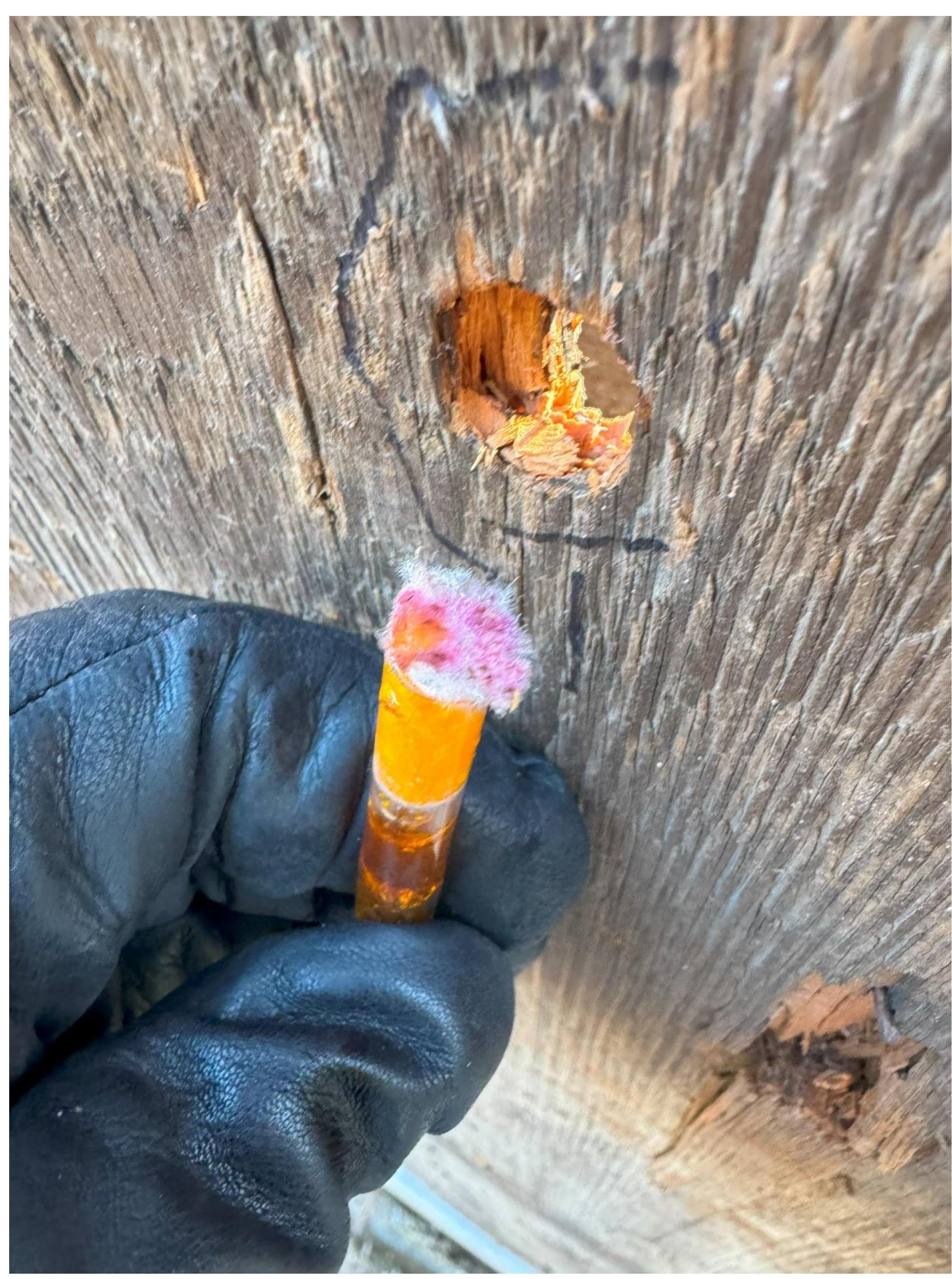 Figure 16. A positive presumptive lead test on the interior panel. This panel was never painted. 