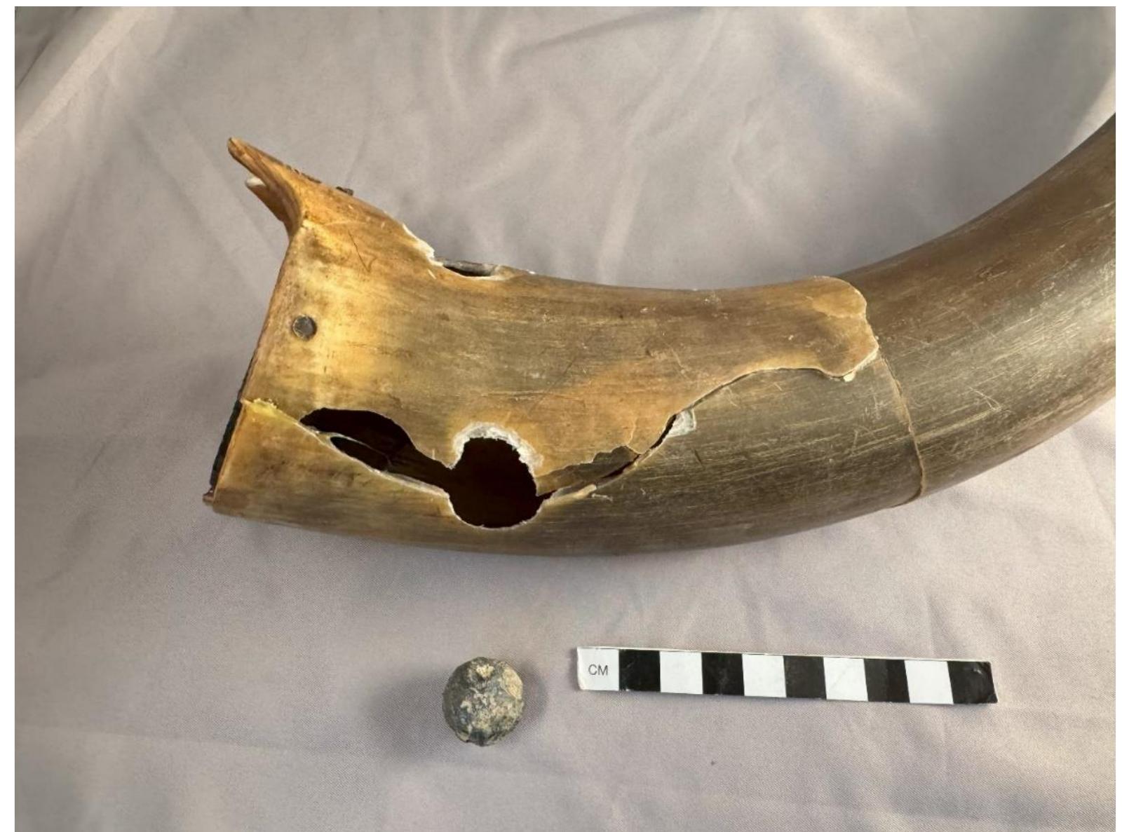Figure 47. The ball entry and exit holes in reconstructed powder horn 2. The ball that caused the damage is shown below the horn. 