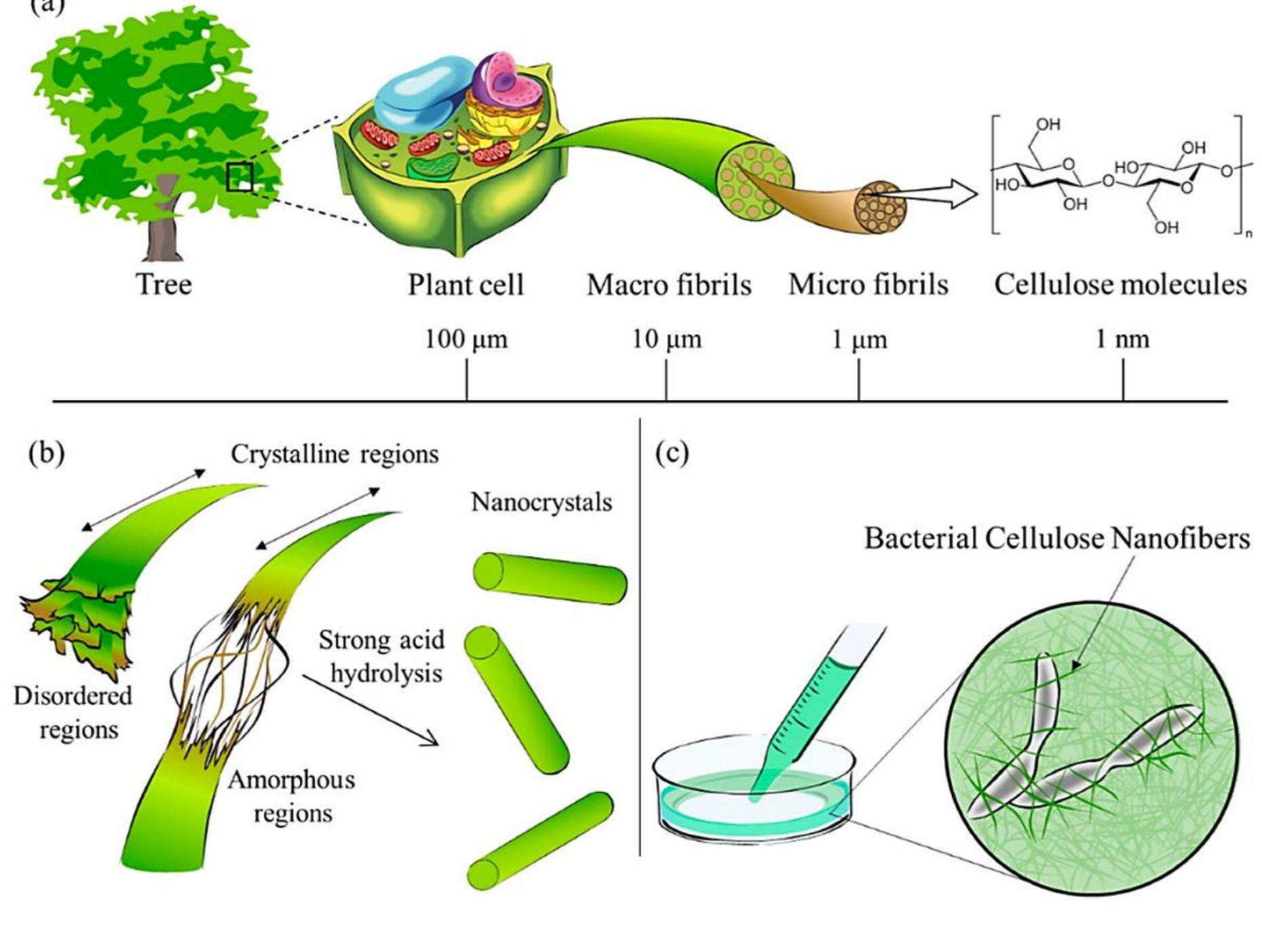 (PDF) Applications of nanocellulose as biosensing platforms for the ...