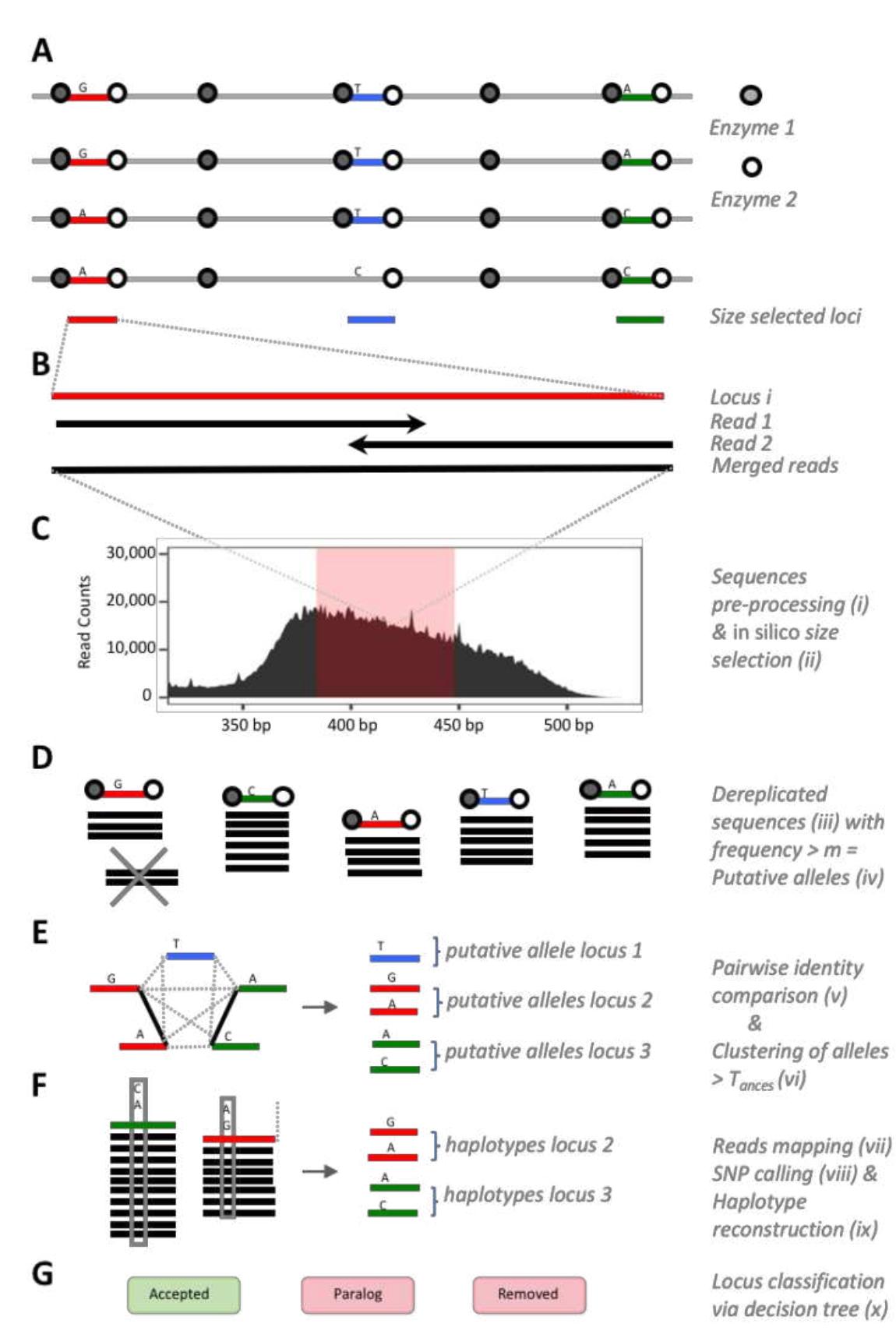 Ddradseq Workflow (PDF) Optimization of ddRAD-like data leads to high quality sets of ...