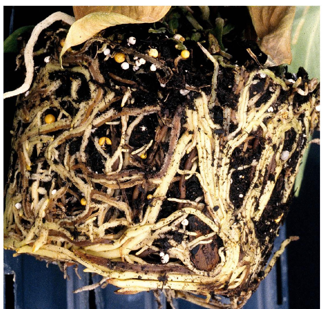 Discolored brown roots are one of the symptoms observed with