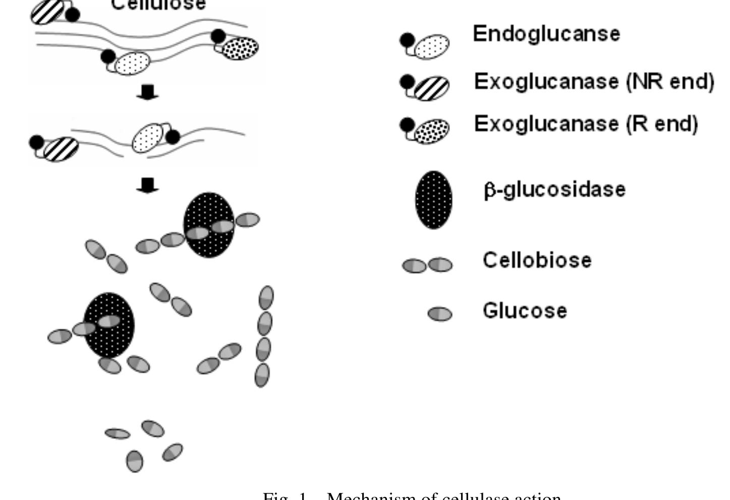 (PDF) Progress in research on fungal cellulases for lignocellulose ...