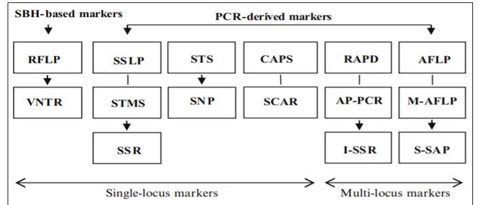 (PDF) Role of Molecular Markers in Crop Breeding: A Review