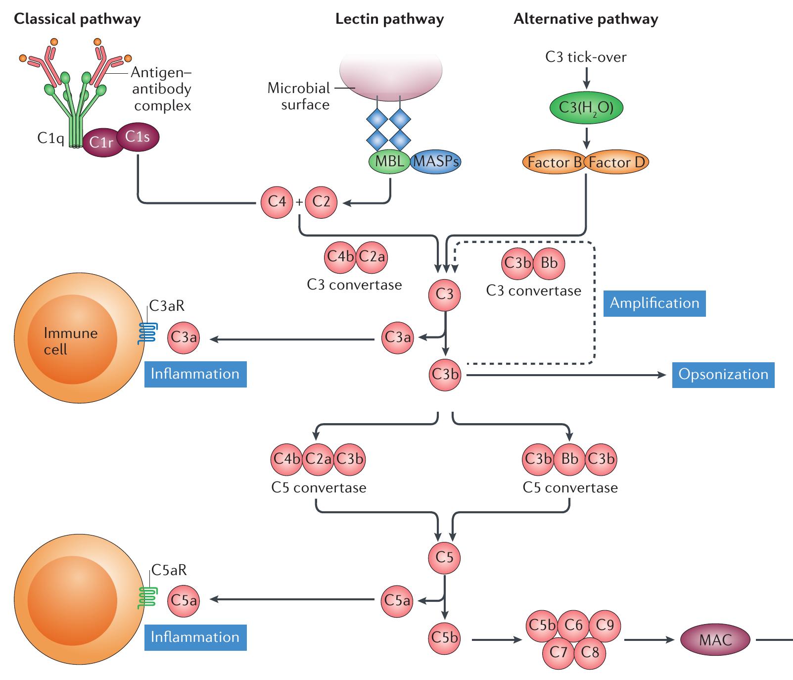 | the complement system. the classical pathway of complement