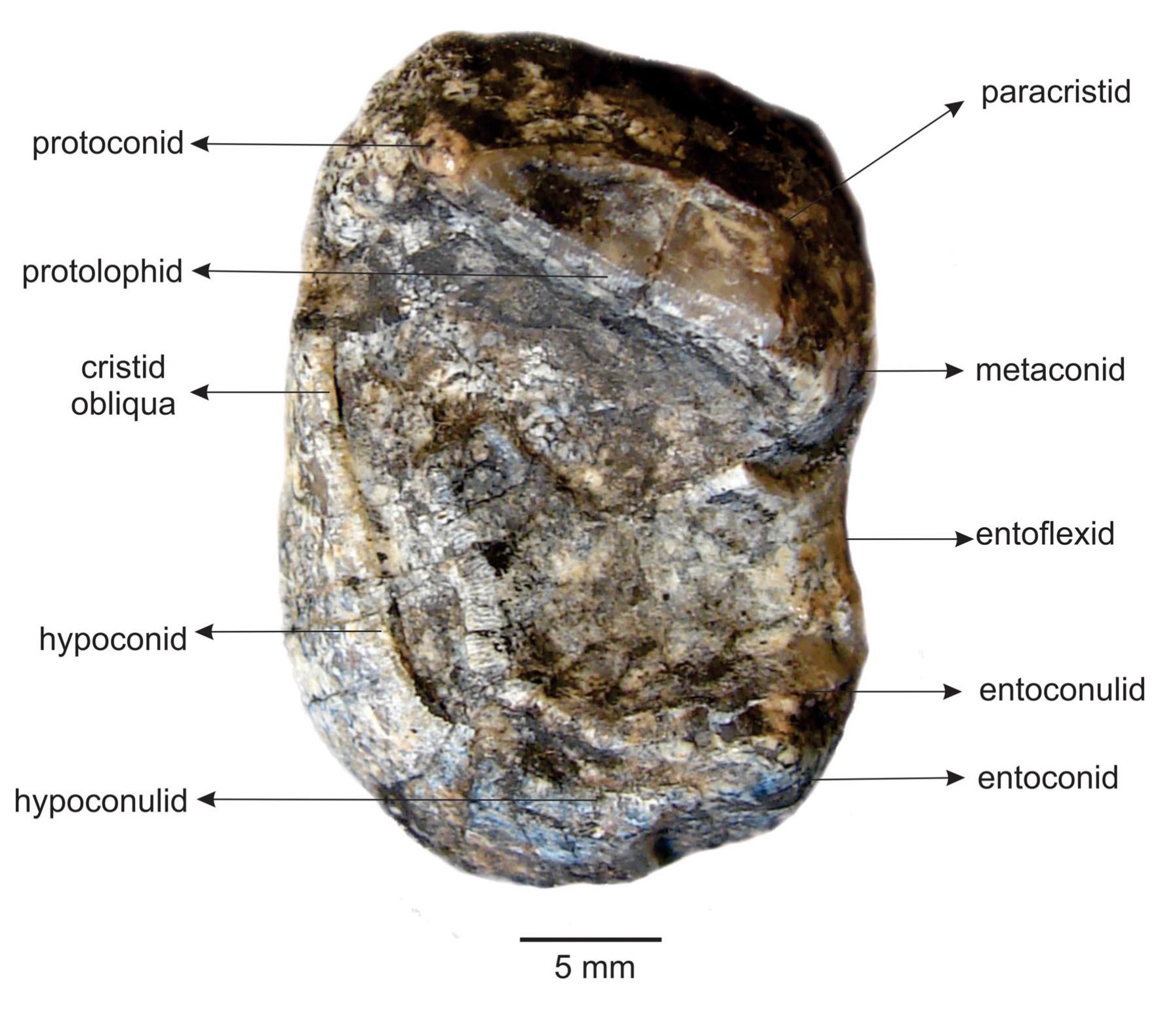 Rodcania (PDF) Phylogenetic relationships and palaeobiology of a new xenungulate ...