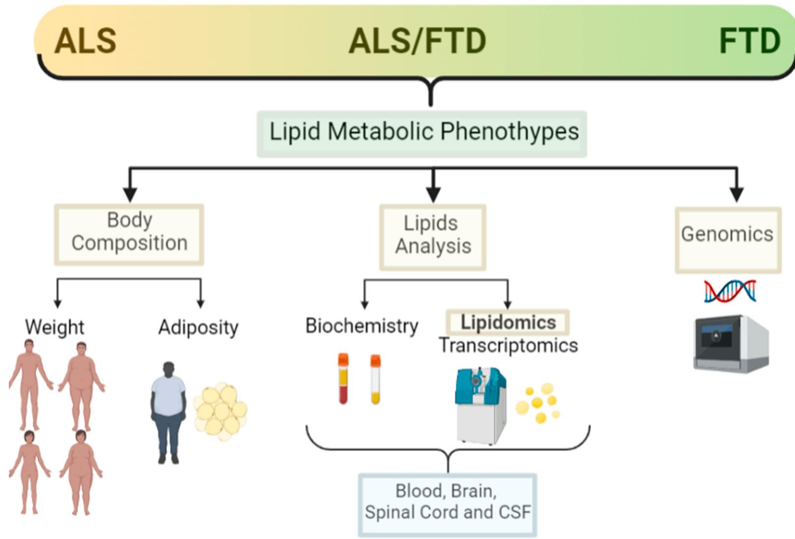 (PDF) Lipid Metabolic Alterations in the ALS–FTD Spectrum of Disorders