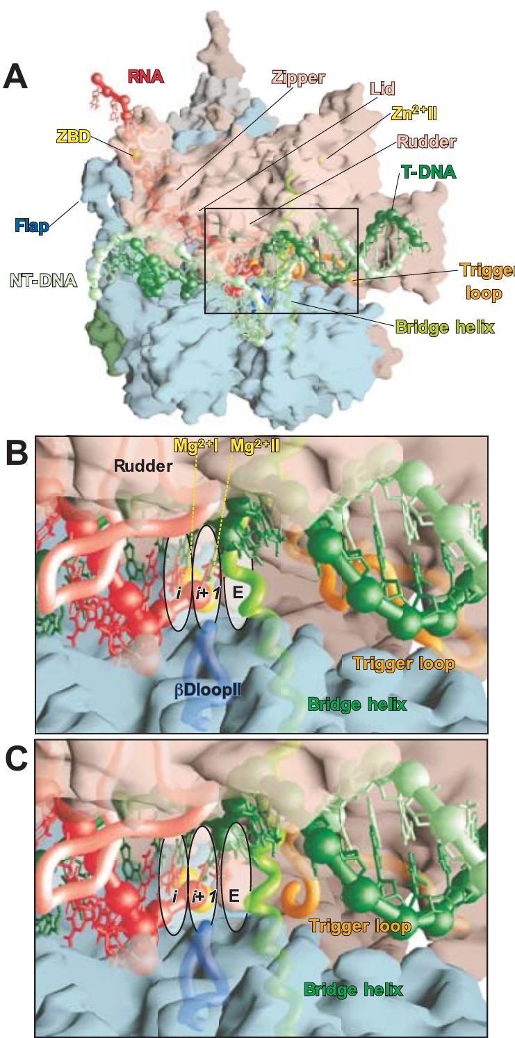 Figure 3 - from The Structure of Bacterial RNA Polymerase