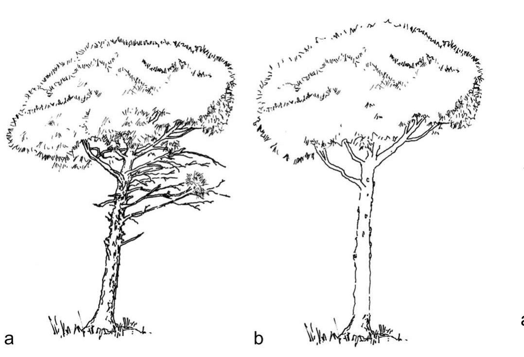 Fig. 7 Deadwood removal: Pinus pinea, a natural habit; b cleared of dead and unwanted growth 