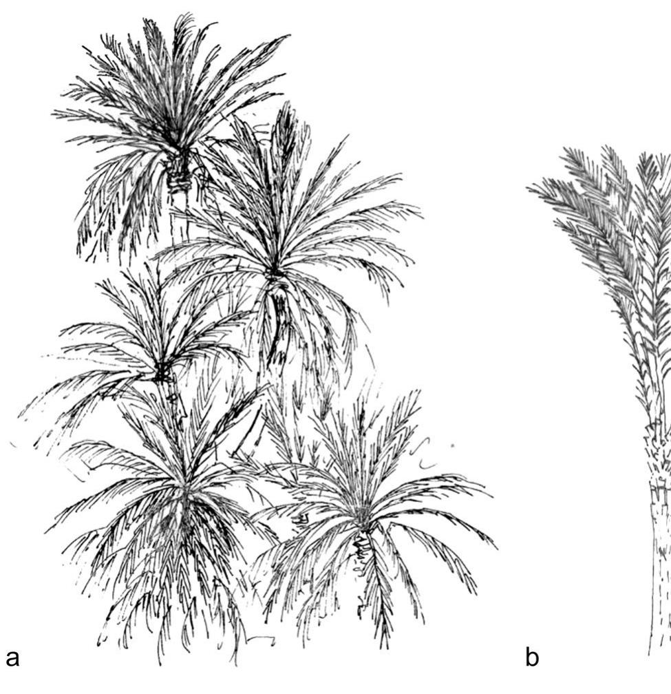 Fig.8 Deadwood removal: Phoenix dactylifera: a natural habit; b cleared of dead growth and offshoots to achieve the vertical effect preferred for Roman gardens 