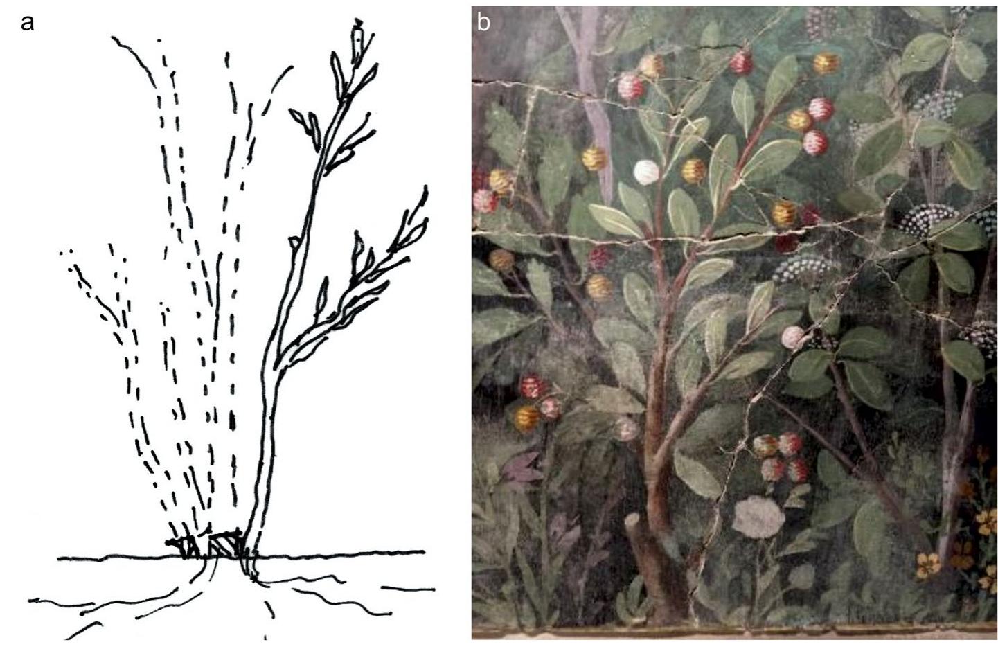 Ancient texts record plants with the prefix chamae-, or dwarfed. The implication is that they are horizontal or grow- ing low to the ground. The majority of plants with this prefix do not refer to dwarfing by pruning, but rather to small plants that have similar foliage, fruit shapes, or fragrance as the larger plant. For example, a chamaepitys, or dwarf pine, is actually a low growing perennial that is appreciated for its pine-like scent (André 1984). While the smaller palms of the paintings may be young, Dioscorides mentions a dwarf variety of Phoenix dactylifera L., chamaezélos (André 1984) 