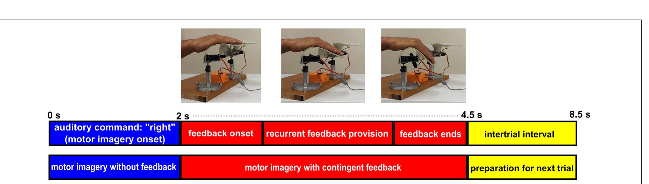 FIGURE 2 | Time course of a MI trial for right hand finger flexion with BRI. Each imagery trial starts with a 2 s period of right hand finger flexion imagery withou feedback provision. Then at t = 2s, contingent proprioceptive feedback is provided through stepwise flexion of the orthosis. The feedback section lasts for 2.5 s and at t = 4.5s the trial ends and after a 4 interatrial interval the next trial starts. 