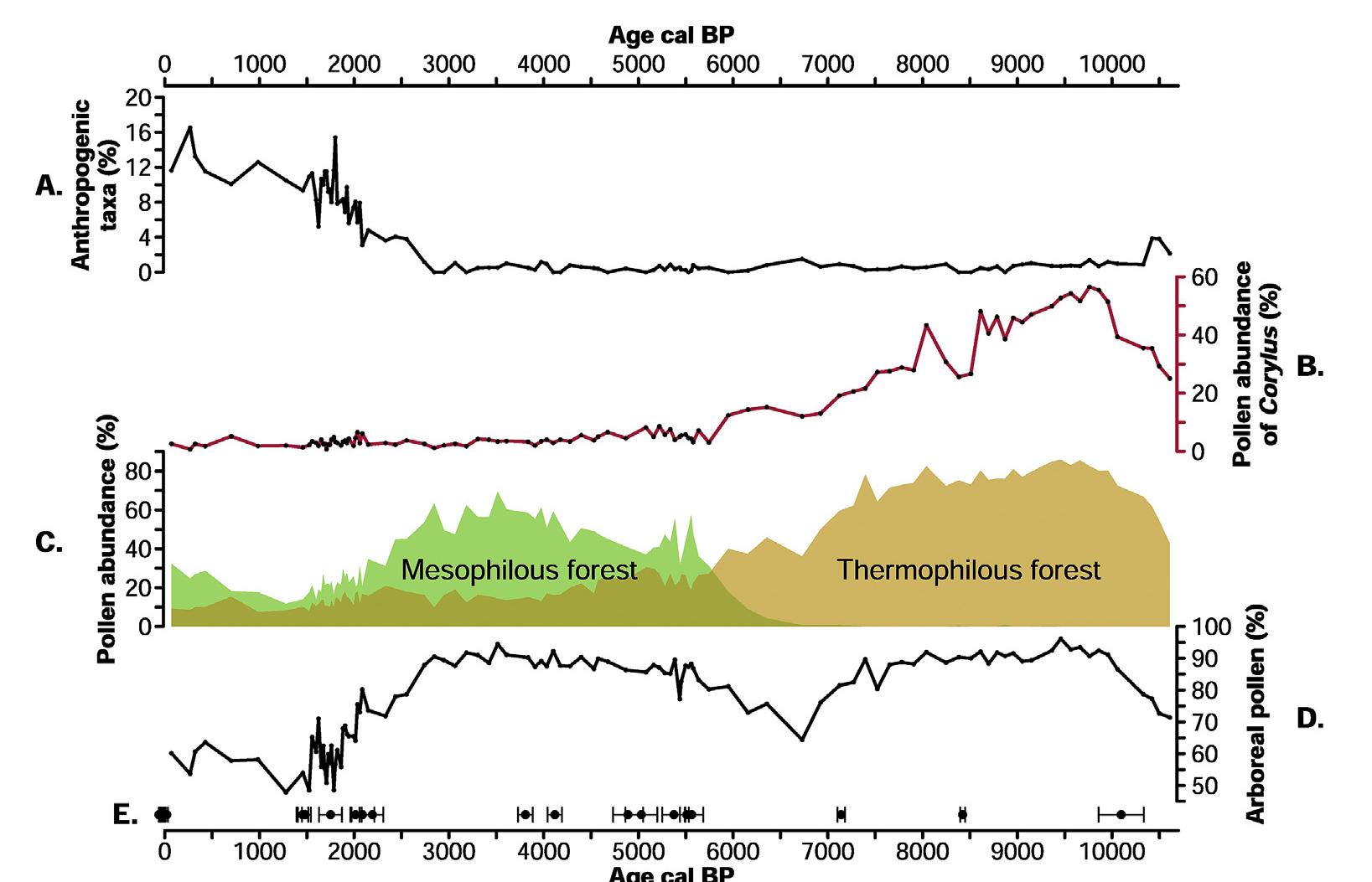 Fig. 3. Selected taxa pollen percentages from Lake St Front sediments. A. Percentages of pollen of anthropogenic taxa (Plantago lanceolata, P. major, Rumex, Chenopodiaceae, Urtica, Cerealia, Secale and Juglans, Martin et al., 2019). B. Corylus (pink curve) pollen percentages. C. Percentages of pollen from thermophilous (beige area, sum of Acer, Corylus, Hedera, Ilex, Lonicera, Ostrya, Deciduous Quercus, Quercus ilex t., Pistacia, Sambucus, Sorbus, Tilia, Ulmus, Viburnum, Viscum) and mesophilous (green area, sum of Abies, Carpinus, Fagus) tree pollen (Martin et al., 2019). D. Percentage of arboreal pollen (Martin et al., 2019). E. '4C calibrated ages and ?!°Pb dates (Martin et al., 2019). (For interpretation of the references to color in this figure legend, the reader is referred to the Web version of this article.) 