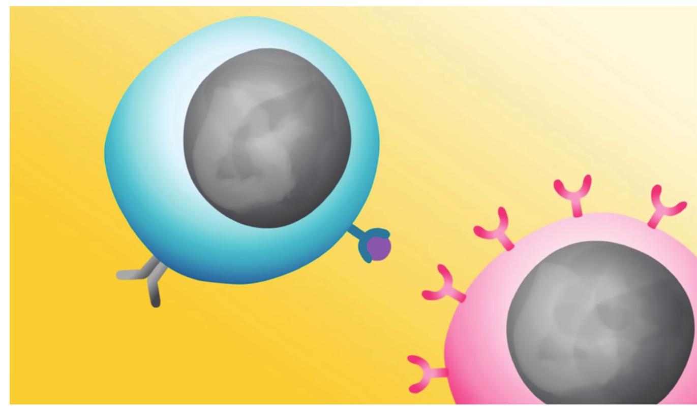 Figure 1. A helper T cell (lower right) seeks to bind with the antigen (small circle in the center) on a B cell (upper left) (Wellcome Trust, 2015).  diagrams present only the information necessary at the moment, thereby abstracting important details from the wealth of data found in, say, a pho- tograph.’ A diagram therefore visualizes objects or processes in a way that matches them structurally, emphasizes elements deemed most important for comprehending those objects or processes, and abstracts or generalizes those elements such that they depict not the particular elements but the research- er’s theoretical understanding of them.  % Pe 1 ee le cr 1 1 rs | a: te * 4 