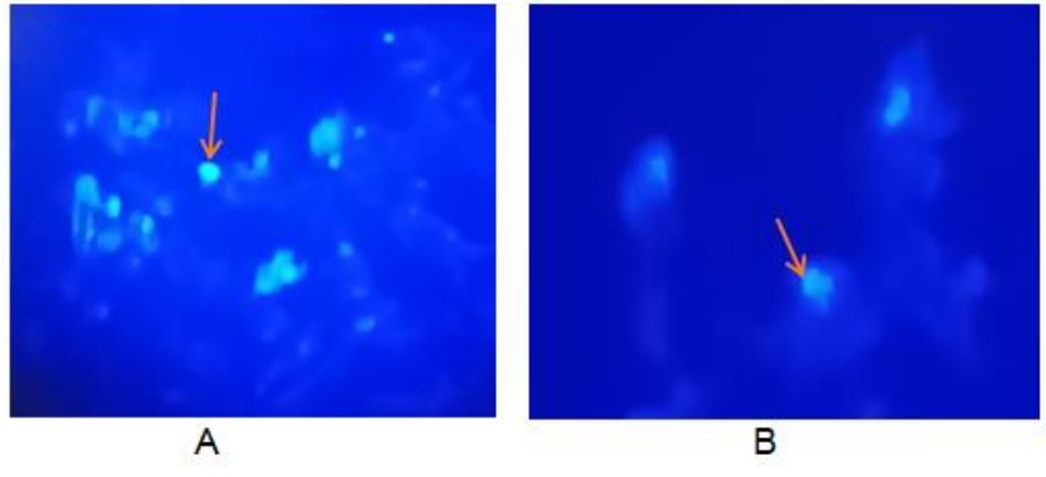 Hoechst 33342 fluorescent dye staining of nuclei. note: a.