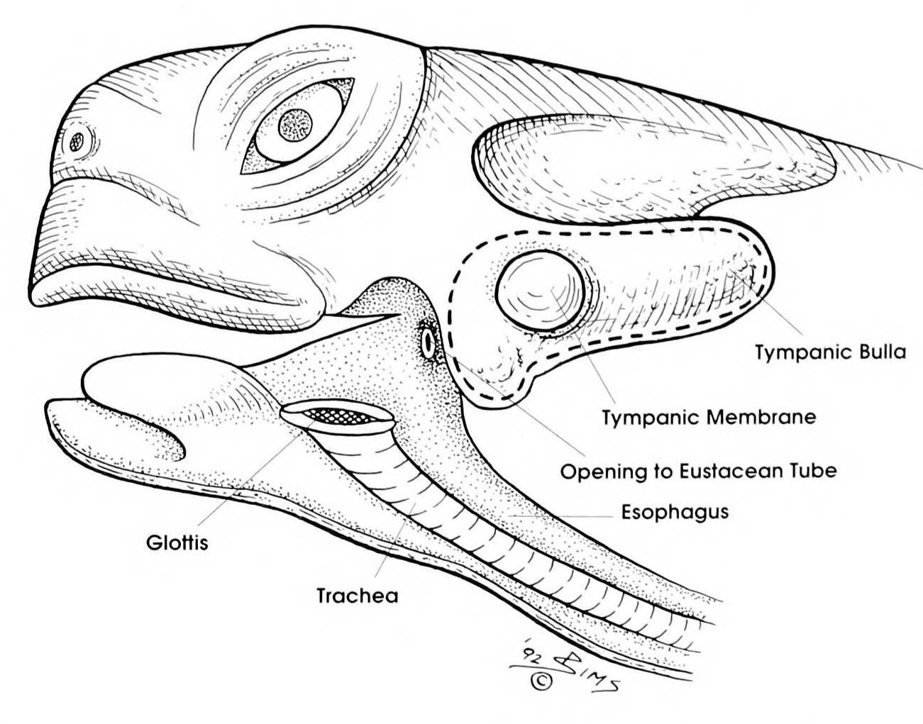 (PDF) Common Problems of Box Turtles (Terrapene spp) in Captivity