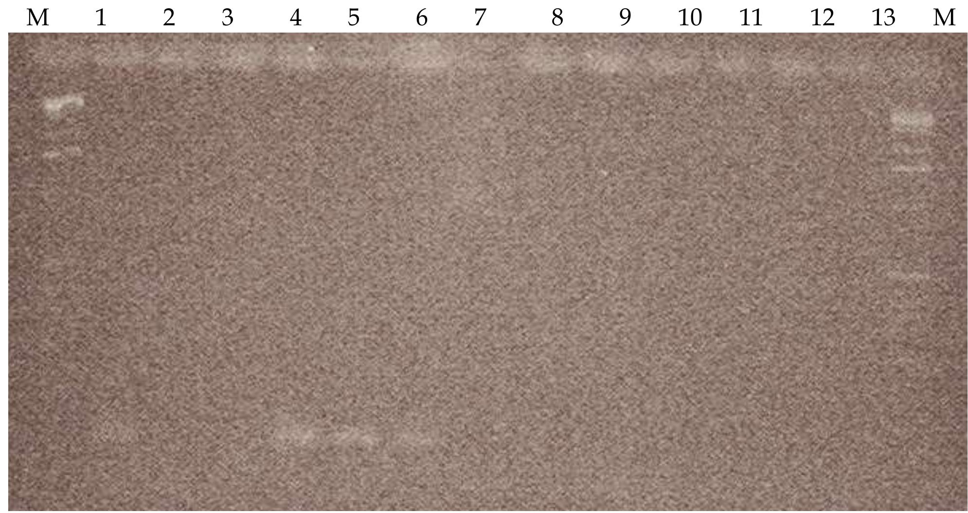 (PDF) Validation and Standardization of Revers Transcription-Polymerase ...