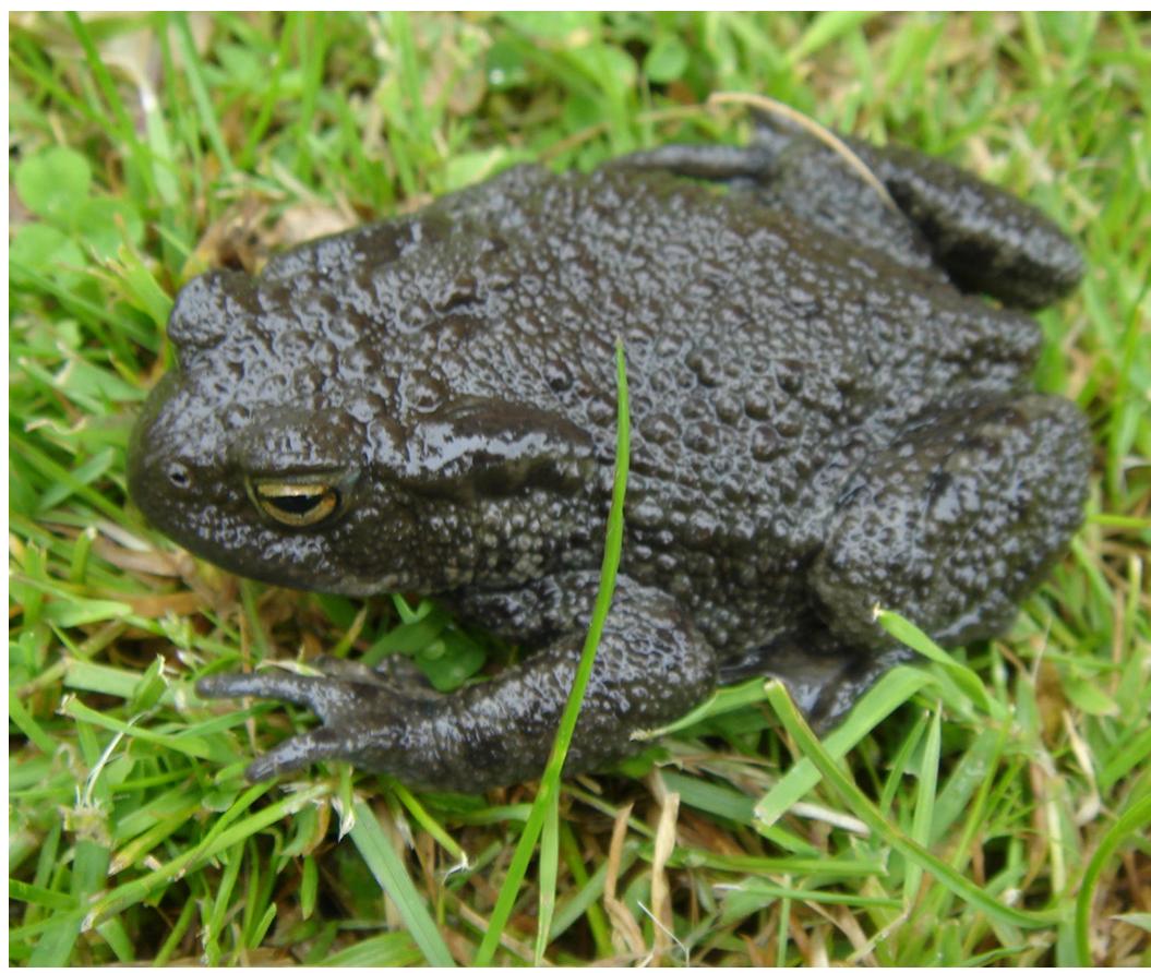 Bullfrog Axanthism (PDF) Taste the rainbow: A review of color abnormalities affecting the ...