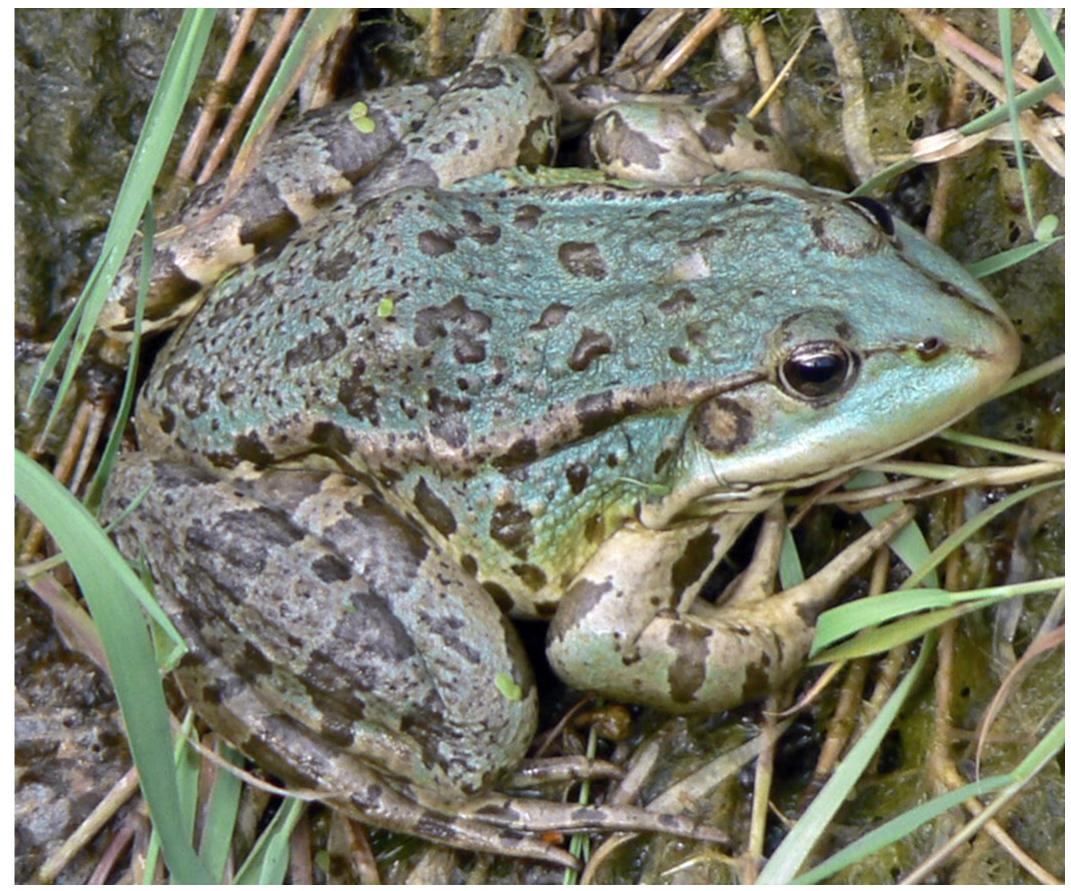 Bullfrog Axanthism (PDF) Taste the rainbow: A review of color abnormalities affecting the ...