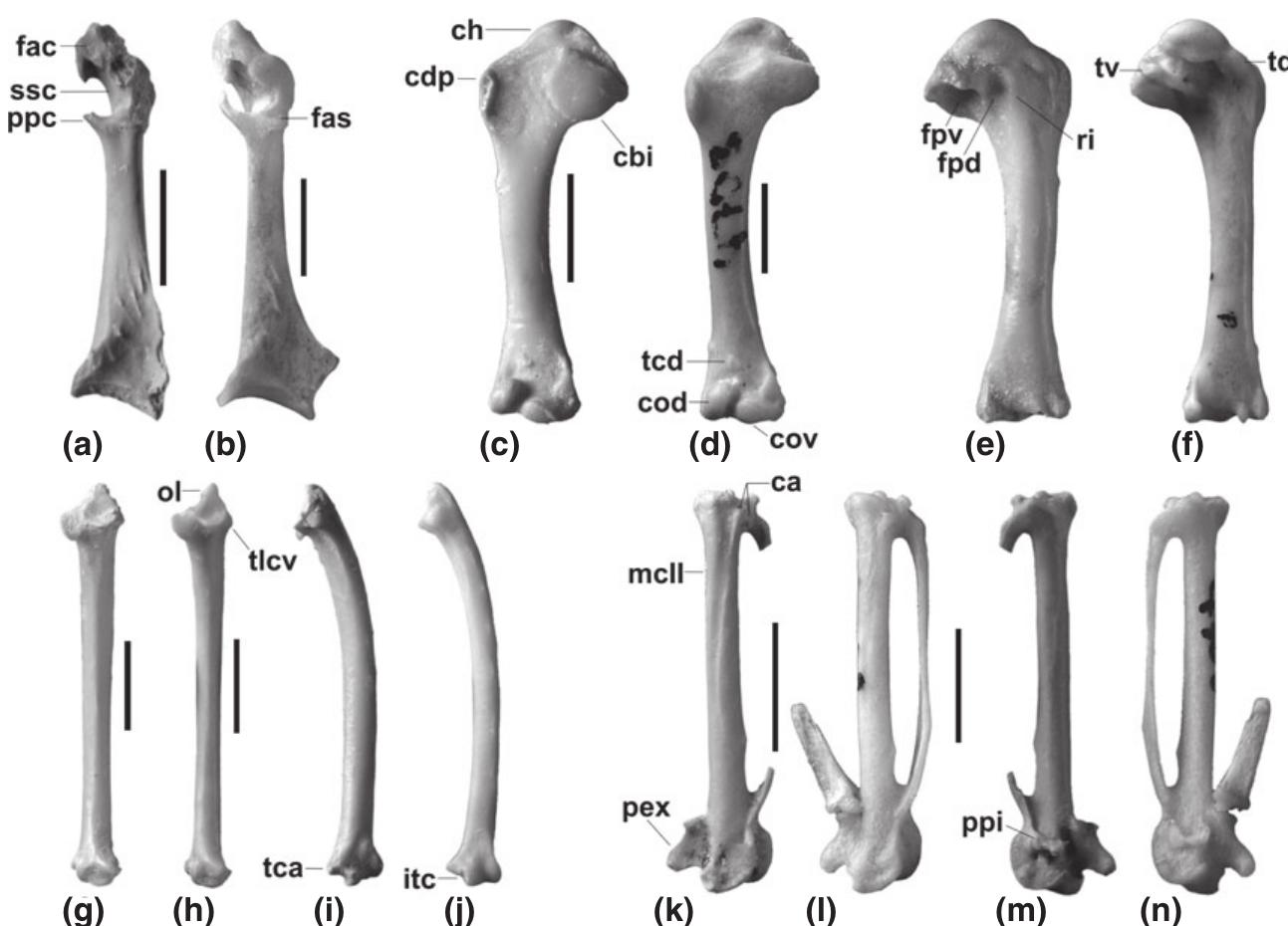 Coracoid, humerus, ulna and carpometacarpus of agapornis