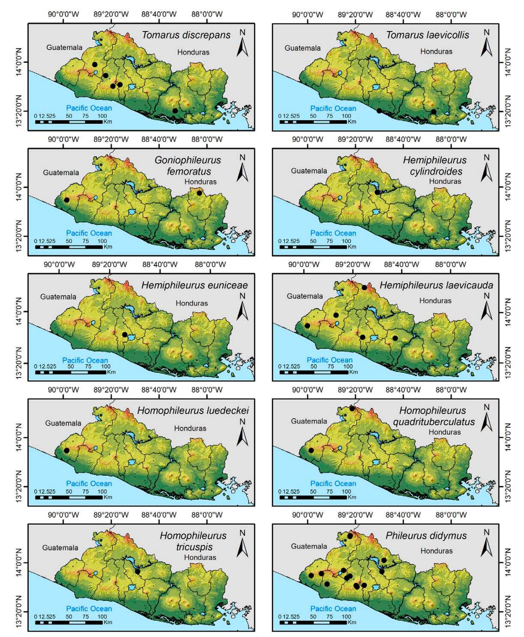 Figure 26. Distribution maps for Tomarus discrepans, T. laevicollis, Goniophileurus femoratus, Hemiphileurus cylindroides, H. euniceae, H. laevicauda, Homophileurus luedeckei, H. quadrituberculatus, H. tricuspis, and Phileurus didymus in El Salvador. 